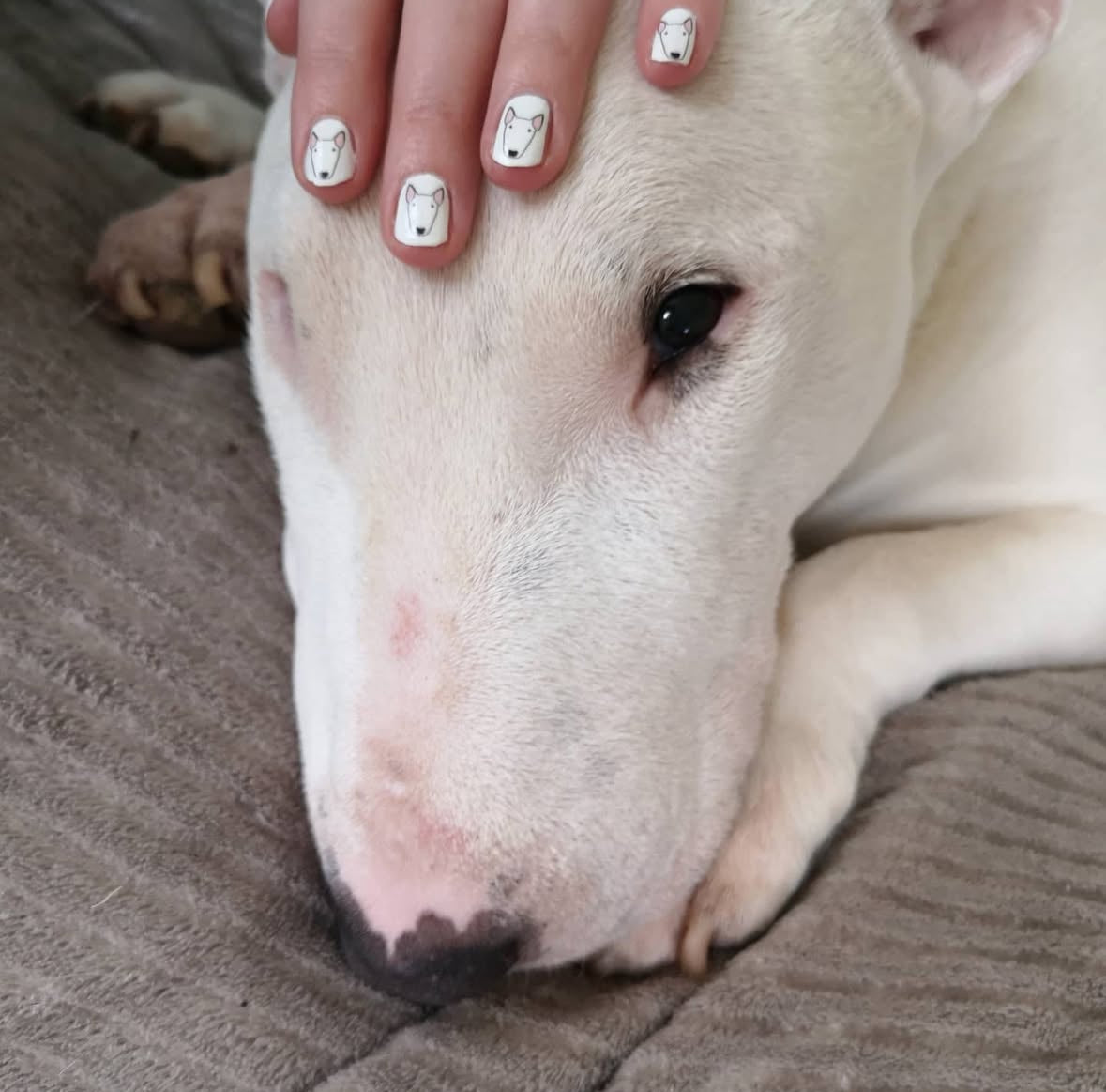Bull Terrier Nail Decals