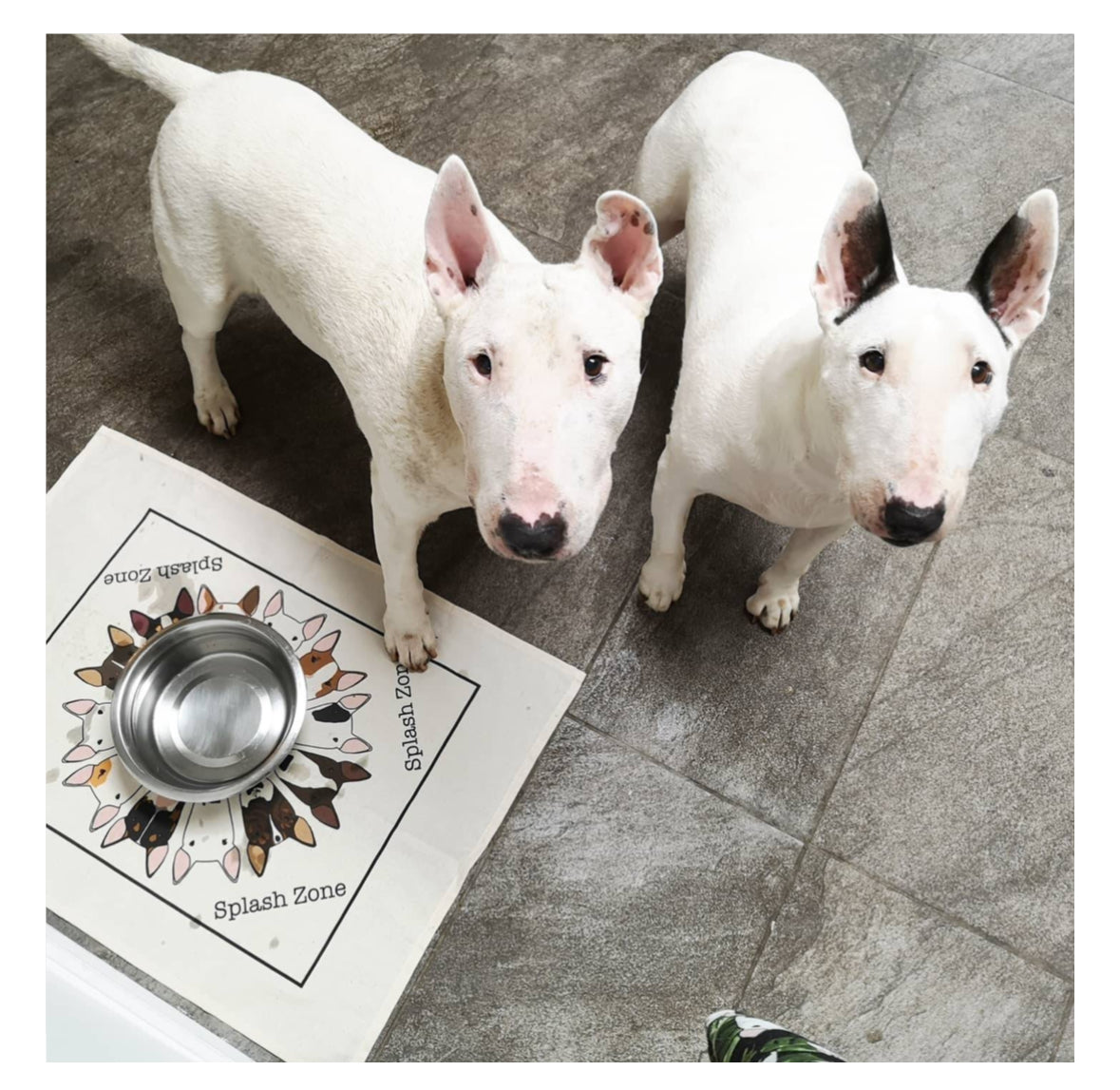 Splash Zone Bull Terrier Tea Towel