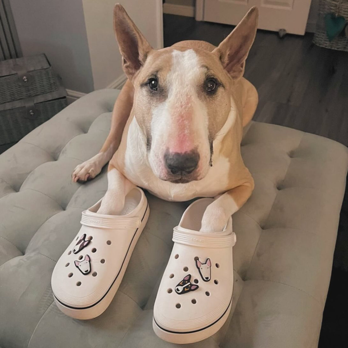 Bull Terrier Clog Charm