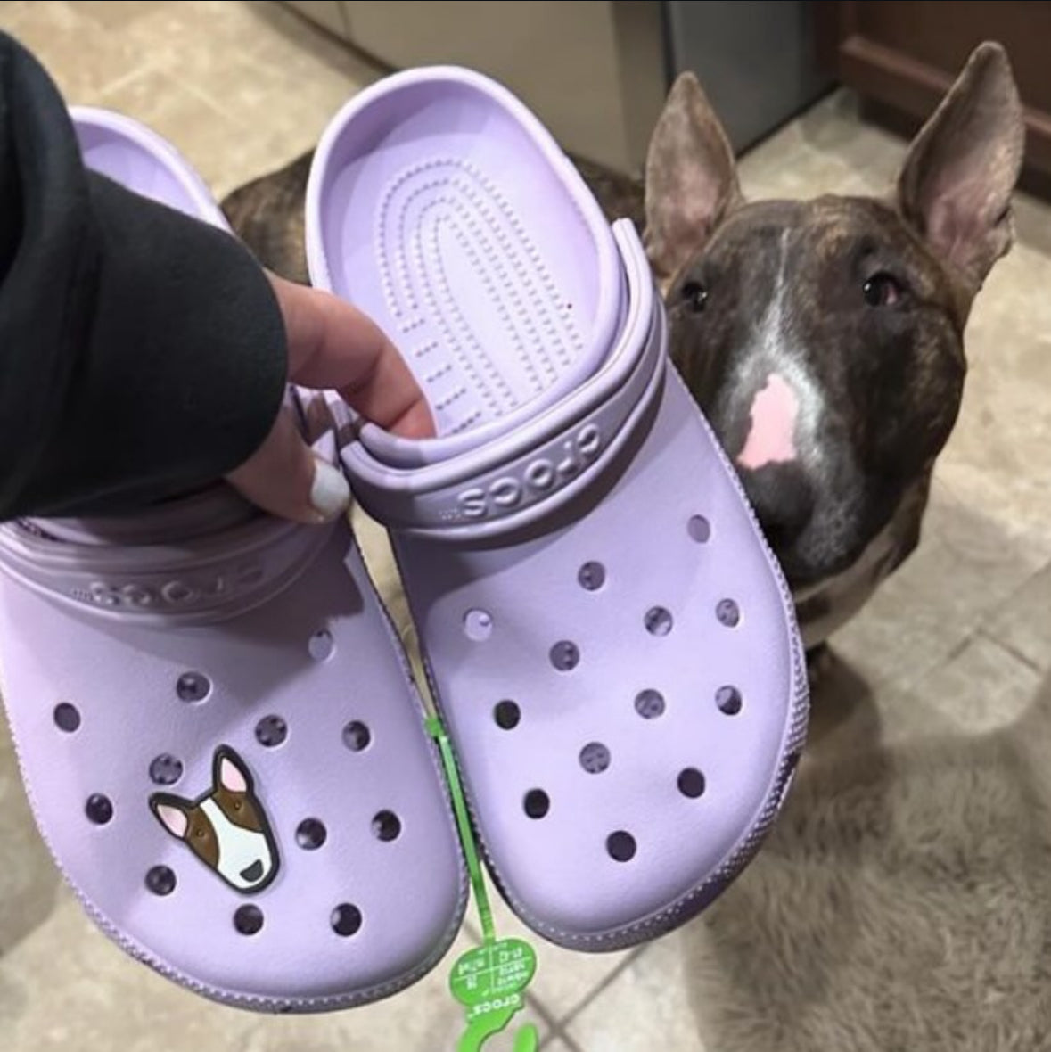 Bull Terrier Clog Charm